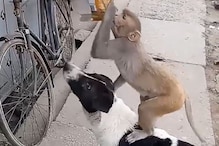 चिप्स चोरण्यासाठी चक्क कुत्र्यानं केली माकडाची मदत; VIDEO पाहून व्हाल अचंबित