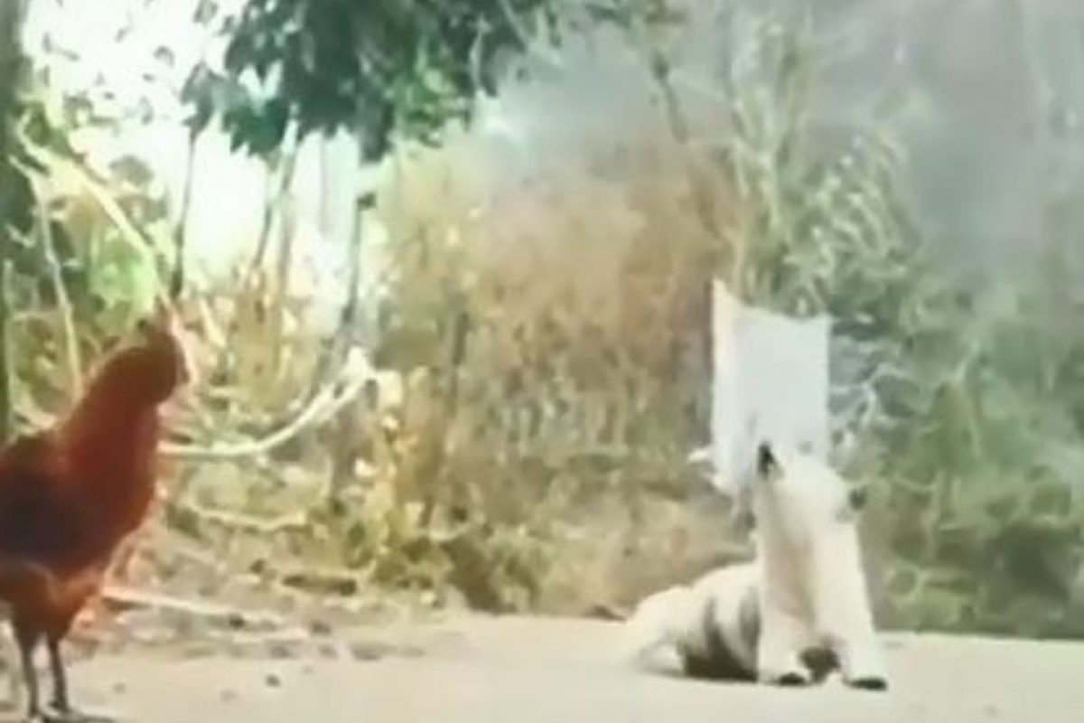 कुत्र्याने केली कोंबड्याची हुबेहूब नक्कल; बांग देतानाच VIDEO पाहून व्हाल अवाक