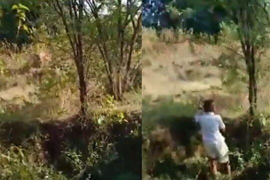 Chandrapur: वाघाने केली गाईची शिकार; हुसकावण्यासाठी गेलेल्या गावकऱ्यांवर चवताळला अन्.., Live Video