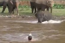 VIDEO: पाण्यात बुडणाऱ्या व्यक्तीला वाचवायला हत्तीने जे केलं ते पाहून वाटेल कौतुक VIDEO: पाण्यात बुडणाऱ्या व्यक्तीला वाचवायला हत्तीने जे केलं ते पाहून वाटेल कौतुक