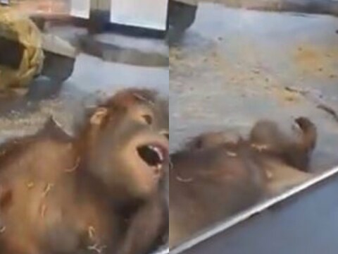 या व्हिडिओमध्ये दिसतं की एक व्यक्ती चिंपांझीला जादू दाखवतो. हे पाहून चिंपांझी इतका खुश होतो की हसत-हसत तो थेट खाली लोळू लागला. 