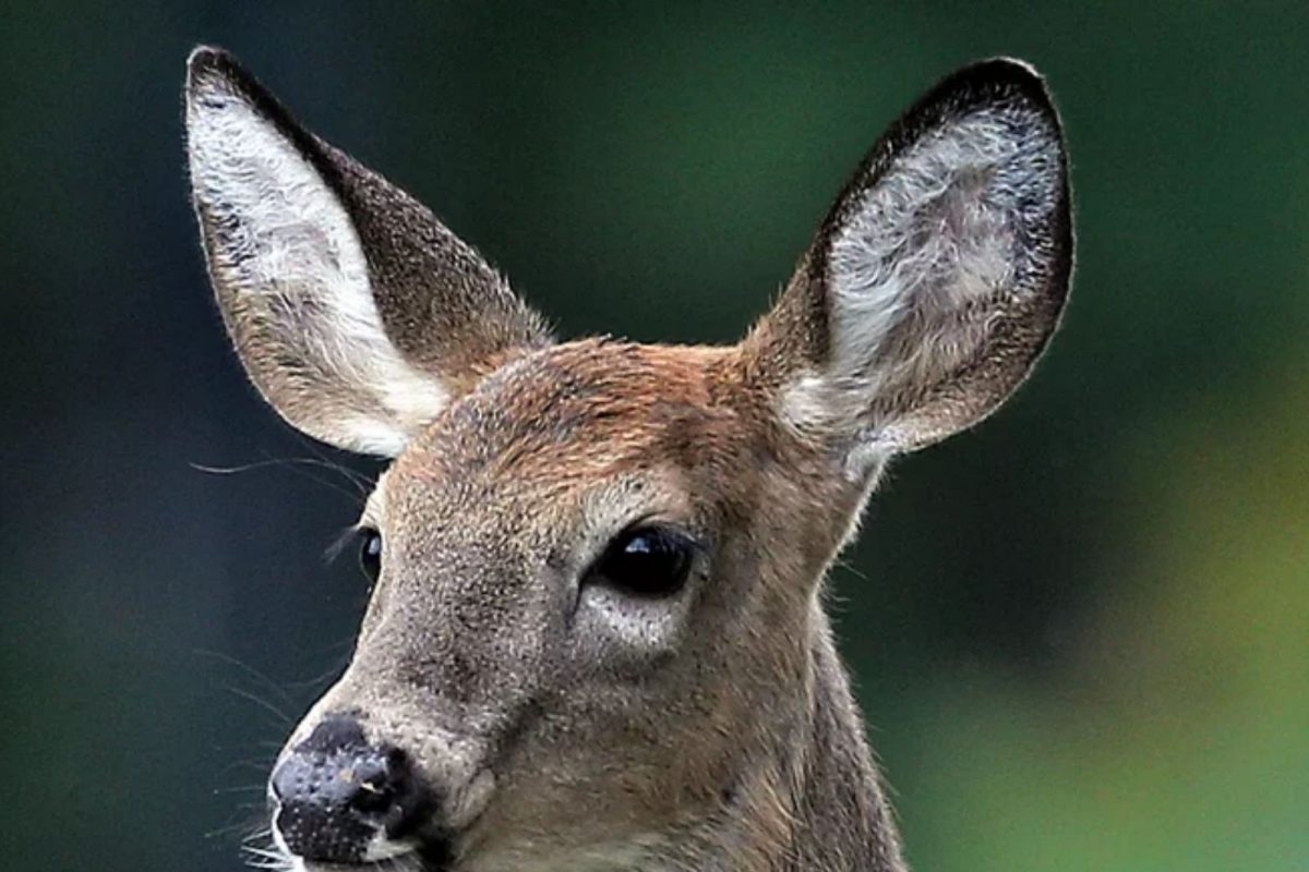 Delmicron: हरणांमुळे नवीन कोरोना विषाणू संसर्ग उद्भवण्याची शक्यता; शास्त्रज्ञांचा इशारा