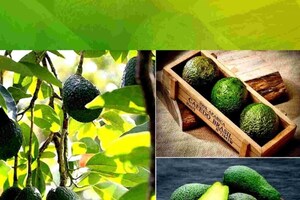 कतरिना-विक्कीच्या लग्नात पाहुण्यांसाठी या देशांमधून येणार भाजीपाला...पाहा PHOTOS