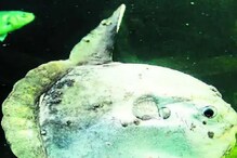 PHOTO: एकाच वेळी 30 कोटी अंडी देणारी महाकाय SUNFISH PHOTO: एकाच वेळी 30 कोटी अंडी देणारी महाकाय SUNFISH