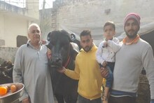 Viral : कोट्यवधींची किंमत असलेल्या या रेड्याची आहे मजा; मालकही करतोय सेवा