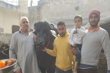 Viral : कोट्यवधींची किंमत असलेल्या या रेड्याची आहे मजा; मालकही करतोय सेवा