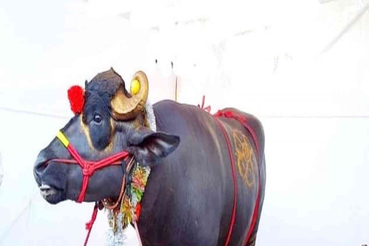 तब्बल 80 लाखांचा रेडा, सांगलीच्या 'गजेंद्र'ची देशभरात चर्चा