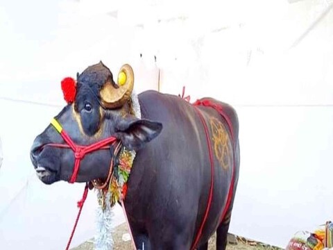 सांगलीतील (Sangli) एक रेडा (Buffalo Bull) सध्या बऱ्याच चर्चेत आहे. या रेड्याची सध्या देशभर चर्चा सुरु आहे. चर्चेत असलेल्या या रेड्याचं नाव गजेंद्र आहे. 