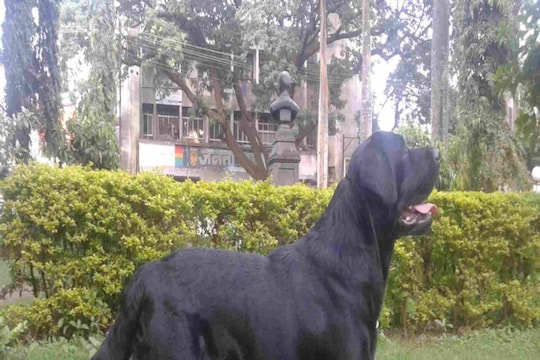 बसची कुत्र्याला धडक, कोर्टाकडून मालकाला 3 लाखांची नुकसान भरपाई देण्याचे आदेश