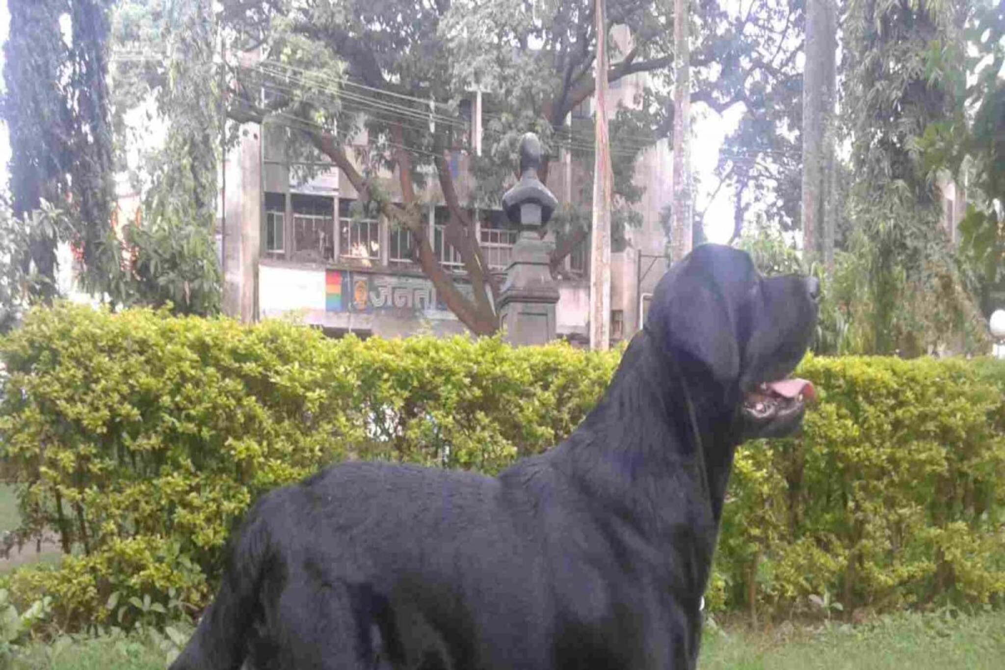 पाळीव कुत्र्याला धडक देणं महागात, कोर्टाकडून 3 लाखांच्या नुकसान भरपाईचे आदेश