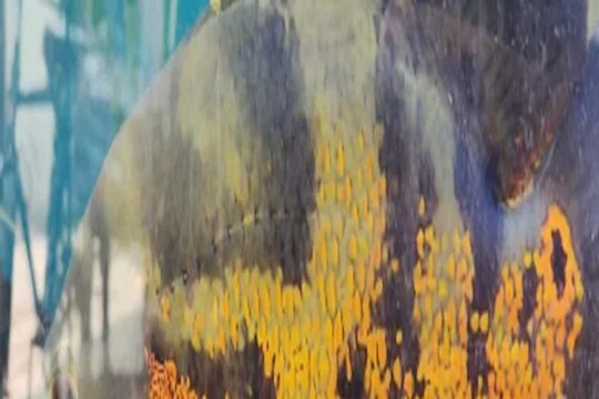 'या' माशात अडकलाय सर्वांचा जीव! ग्राहक 3 लाख देतायेत तरी मालक काही विकायला तयार नाही