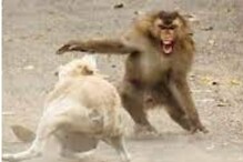 कुत्रा Vs माकड; 250 पिल्लांच्या हत्येनंतर दोन्ही माकडांना वन विभागाने पकडलं