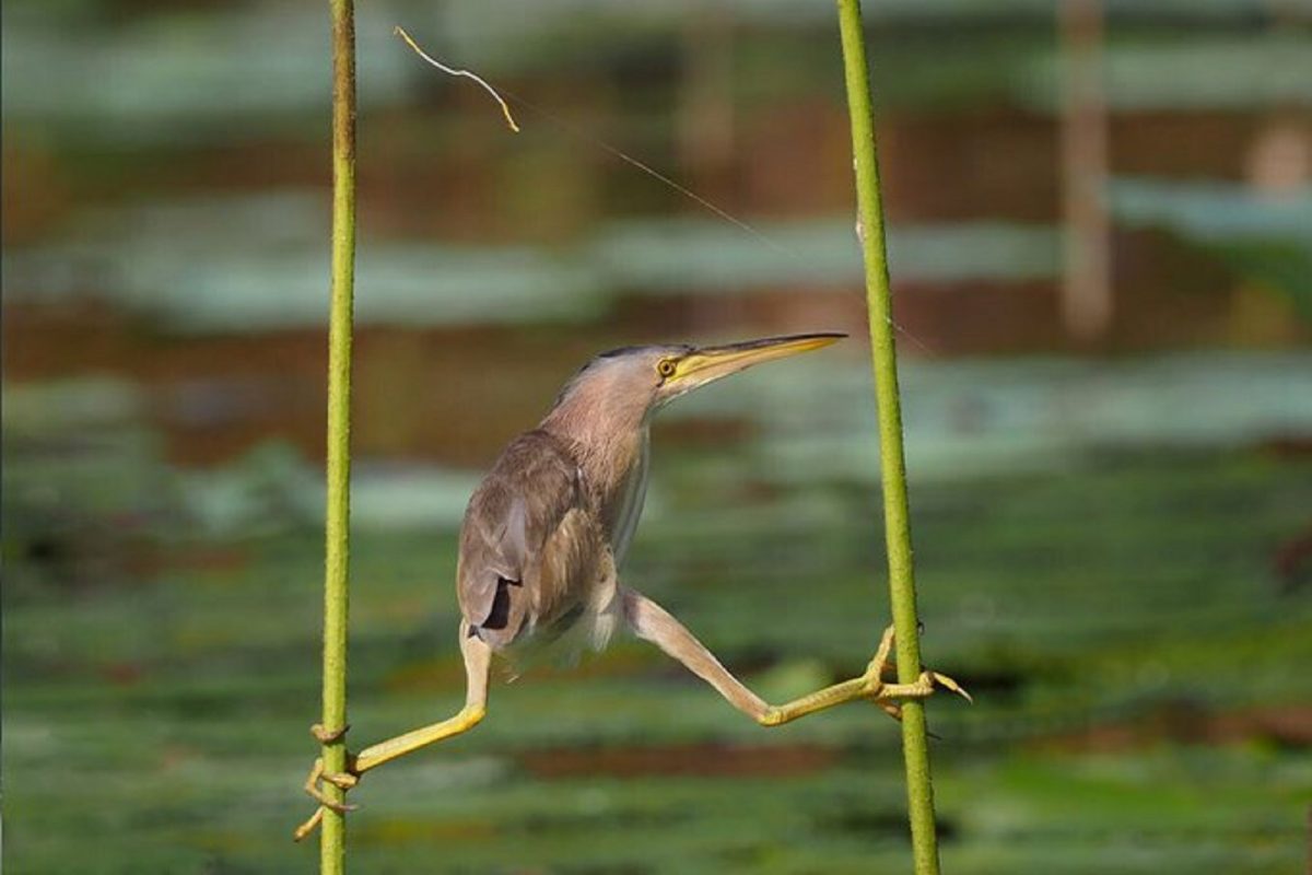 हा PHOTO पाहून IFS अधिकाऱ्याला आठवला एक अभिनेता; तुम्ही सांगू शकाल का तो कोण?