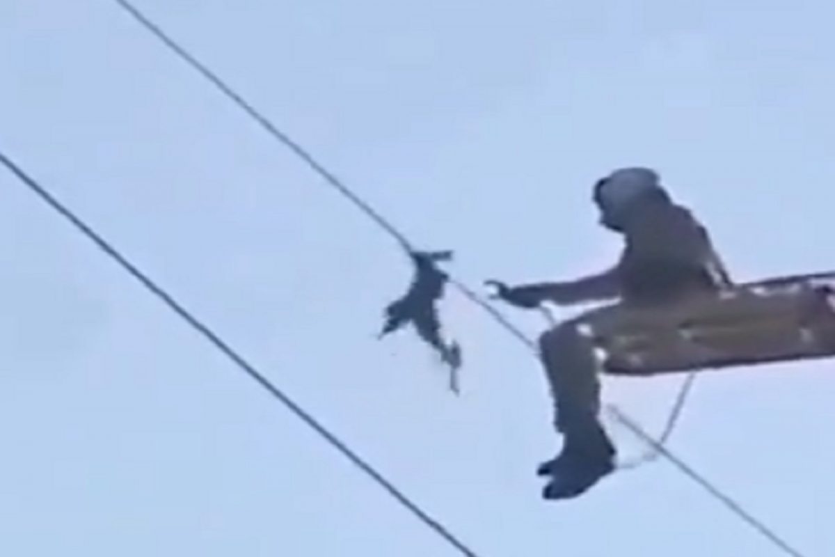 VIDEO - आकाशात तडफडत होता पक्षी, वाचवण्यासाठी Helicopter मधून आला 'देवदूत'; सुटकेचा थरार कॅमेऱ्यात कैद