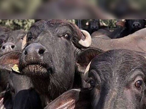 (प्रातिनिधीक फोटो)