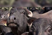 कोल्हापुरातून चोरलेली म्हैस सांगोल्यात सापडली, मूळ मालकाला पाहून फोडला हंबरडा कोल्हापुरातून चोरलेली म्हैस सांगोल्यात सापडली, मूळ मालकाला पाहून फोडला हंबरडा