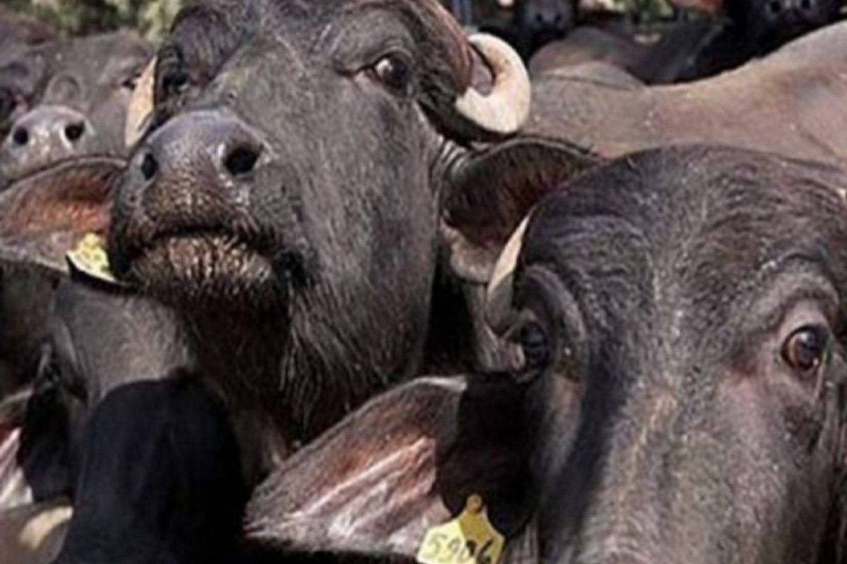 (प्रातिनिधीक फोटो)