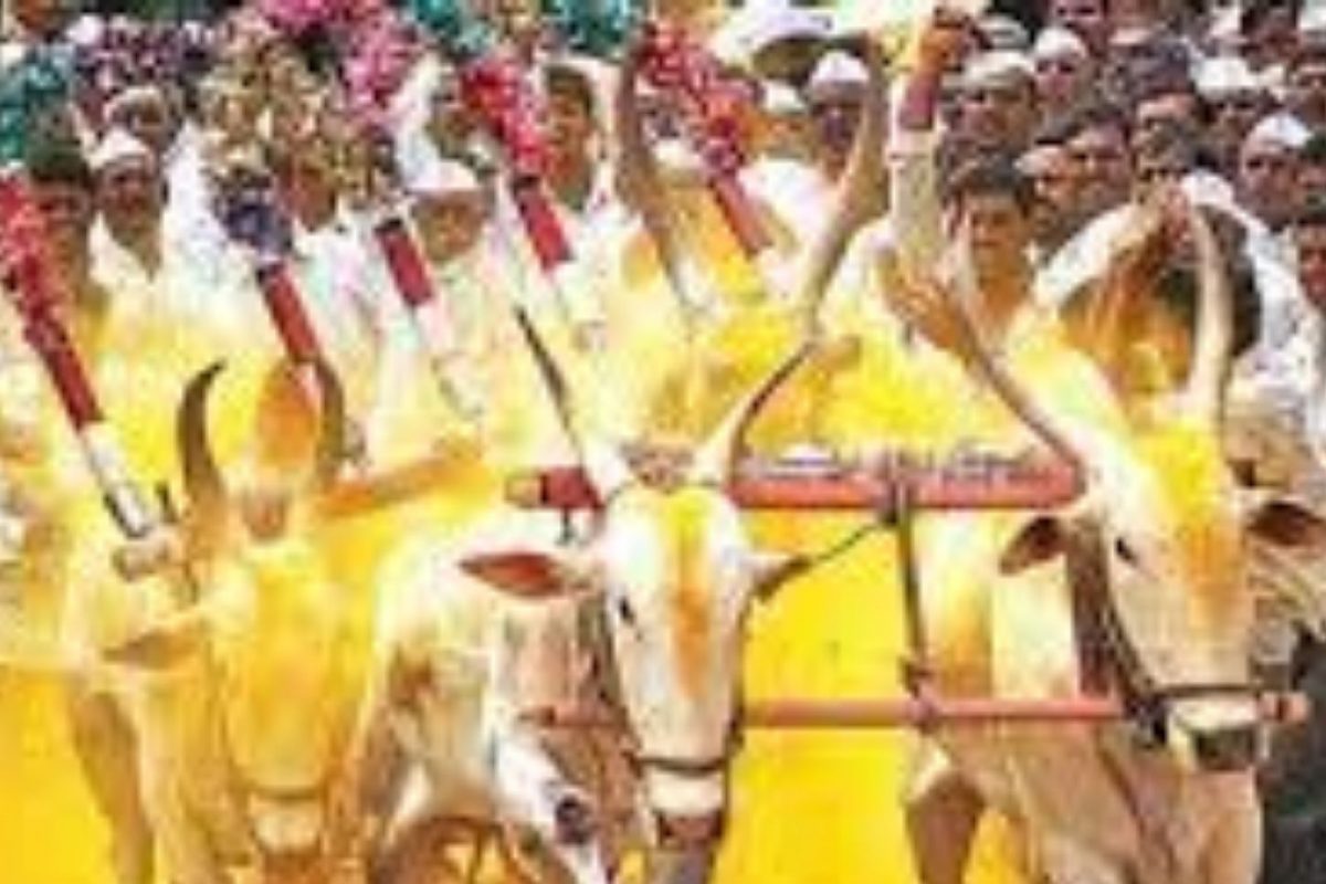 Bullock Cart Race : राज्यात बैलगाडा शर्यतीला सशर्त परवानगी; मुख्यमंत्र्यांनी व्यक्त केला आनंद
