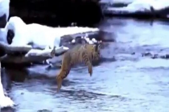 जबरदस्त! एका उडीतच मांजराने पार केली भलीमोठी नदी; VIDEO पाहून IAS अधिकारीही थक्क झाले
