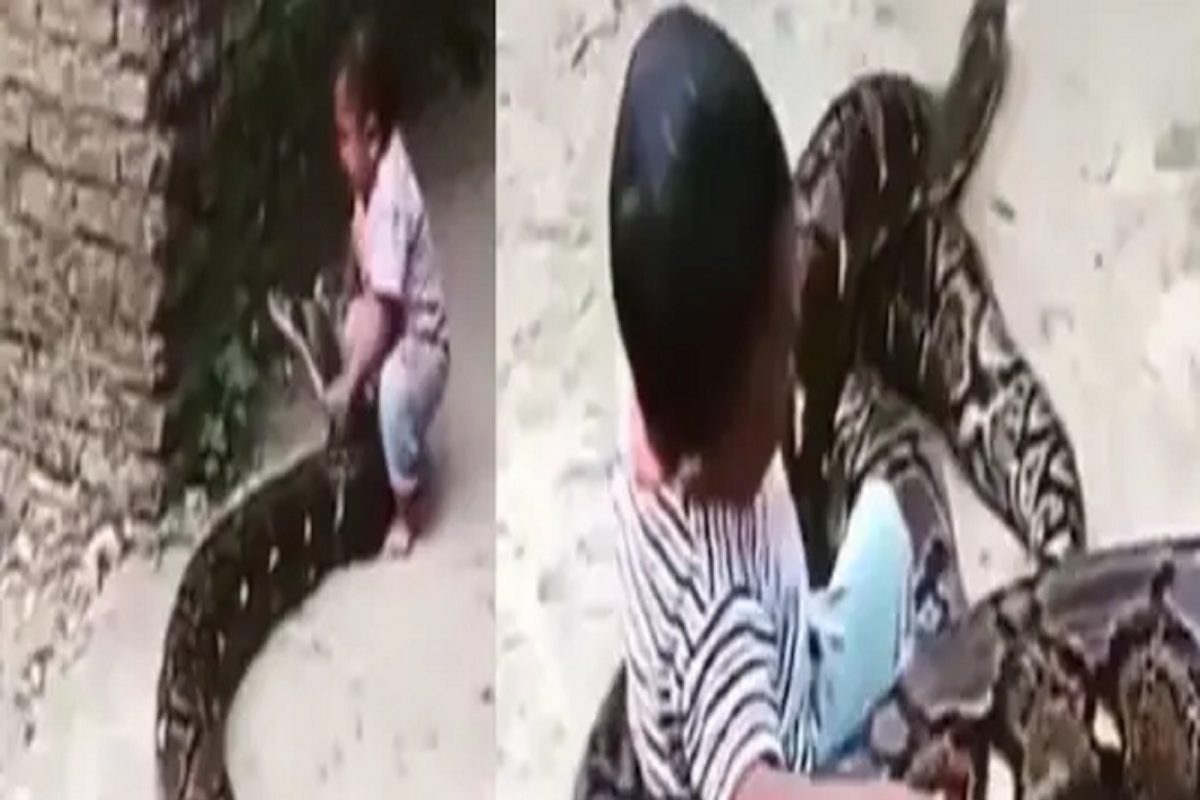 Shocking! खेळणं म्हणून खेळत राहिला; चिमुकल्याला अवाढव्य अजगराने घातला विळखा; थरकाप उडवणारा VIDEO