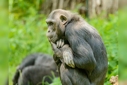 HIV Aids | एचआयव्ही मानवामध्ये पसरण्याचं खरं कारण कोणत? चिंपांझी की समलिंगी संबंध?