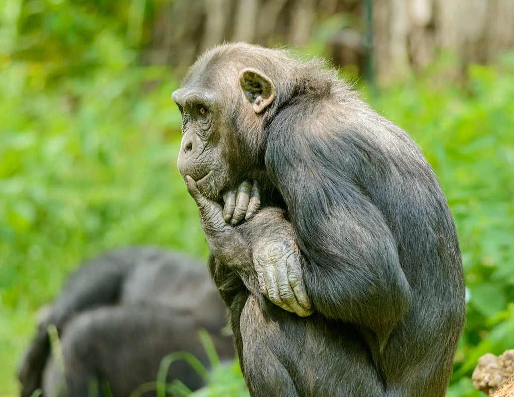 HIV Aids | एचआयव्ही मानवामध्ये पसरण्याचं खरं कारण कोणत? चिंपांझी की समलिंगी संबंध?