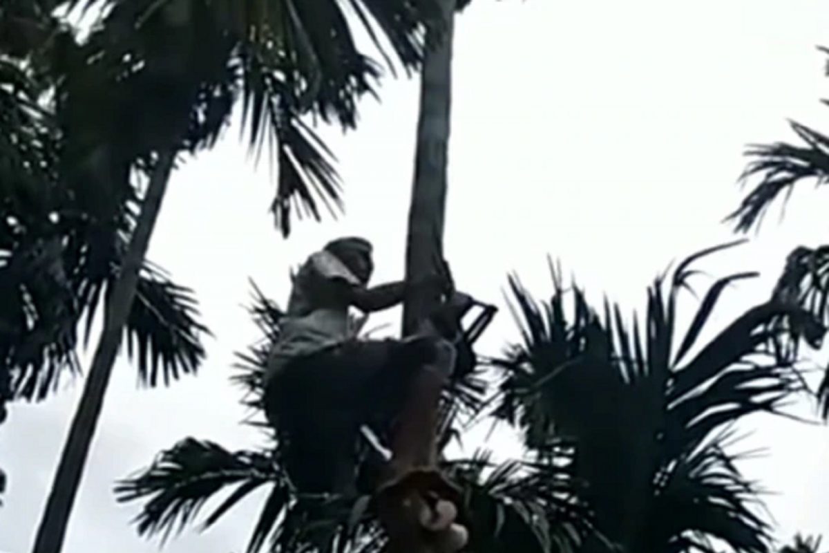 हातपाय न लावताच झाडावर सरसर चढला; तरुणाचा Jugaad Video पाहून नेटिझन्स हैराण