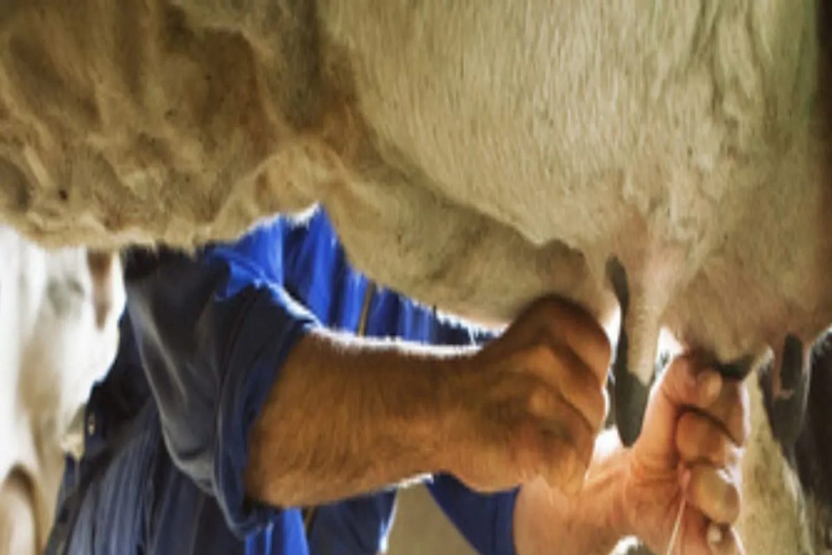 'दूध देत नाही आता तुम्हीच समजवा', गाईची तक्रार घेऊन थेट पोलीस ठाण्यात पोहोचला शेतकरी