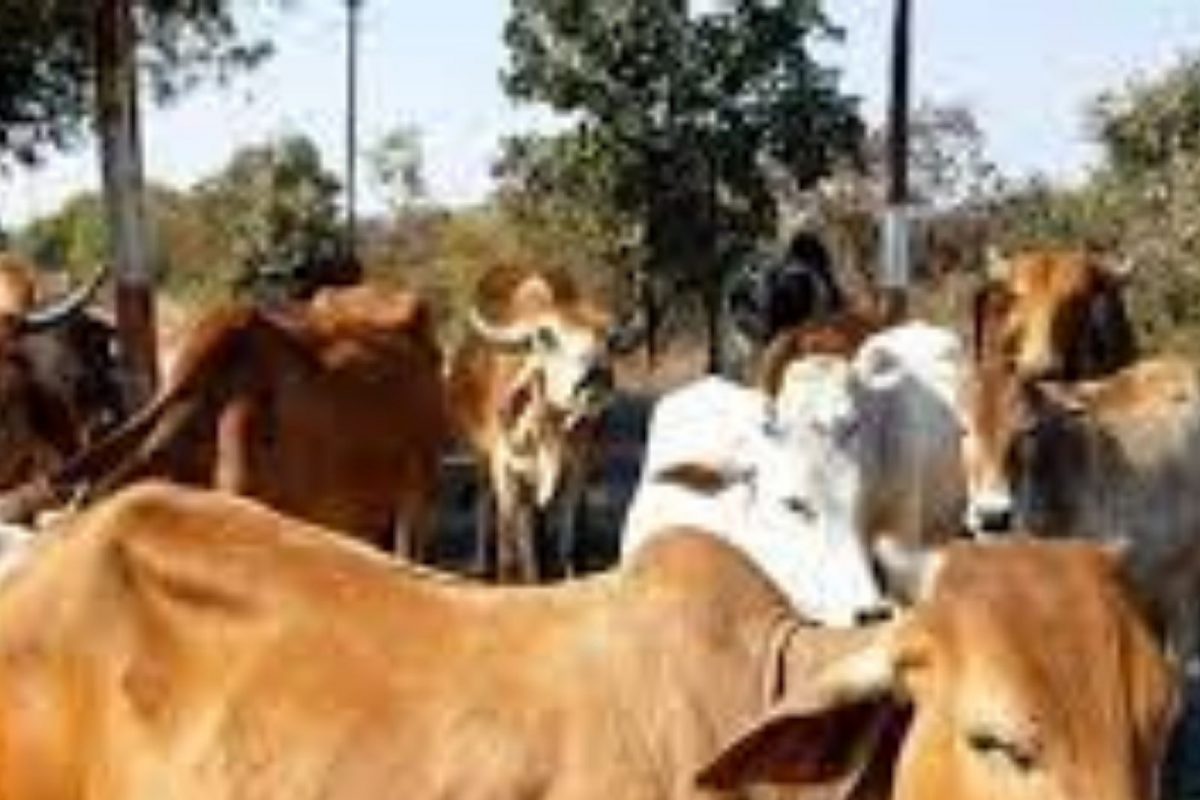 मूक प्राण्यांवर माणसांचा कहर; 50 हून अधिक गायींना जंगलात जिवंत केलं दफन, EC निलंबित
