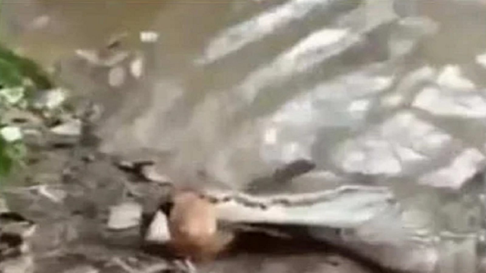 Crocodile attack on electric eel killed video viral on social media