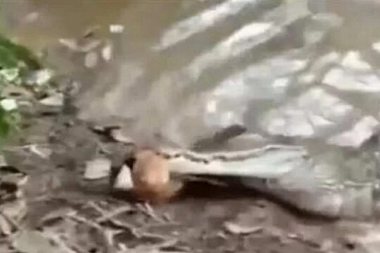 Shocking! शिकार-शिकारी दोघांचाही तडफडून गेला जीव; मासा आणि मगरीसोबत नेमकं काय घडलं पाहा VIDEO