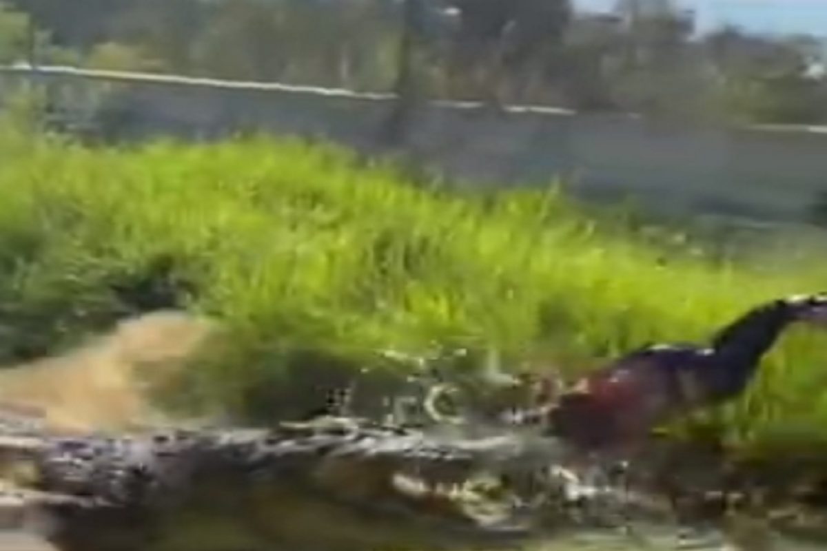 धक्कादायक! स्वतःच्या हातांनी चक्क मगरीलाच भरवायला गेला तरुण आणि...; VIDEO पाहूनच धडकी भरेल