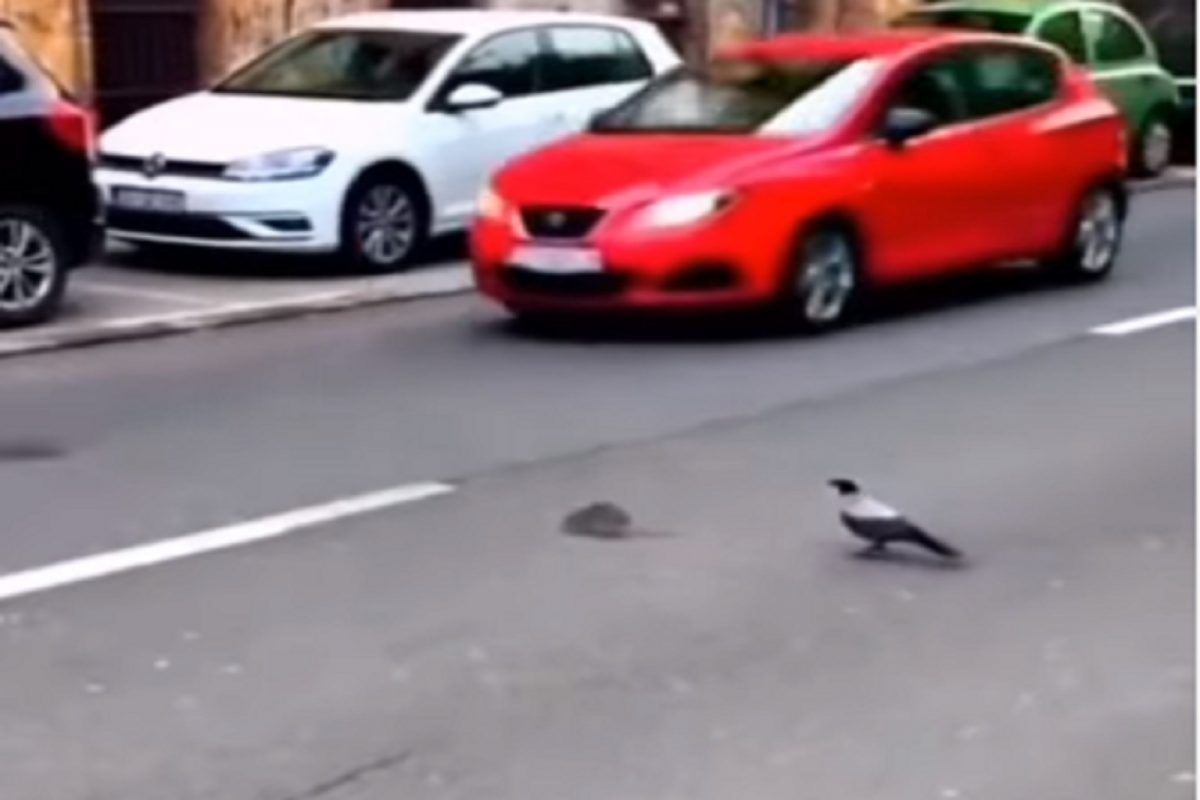 उंदराला मरणातून वाचवण्यासाठी कावळ्याची धडपड; कसा वाचवला जीव पाहा VIDEO