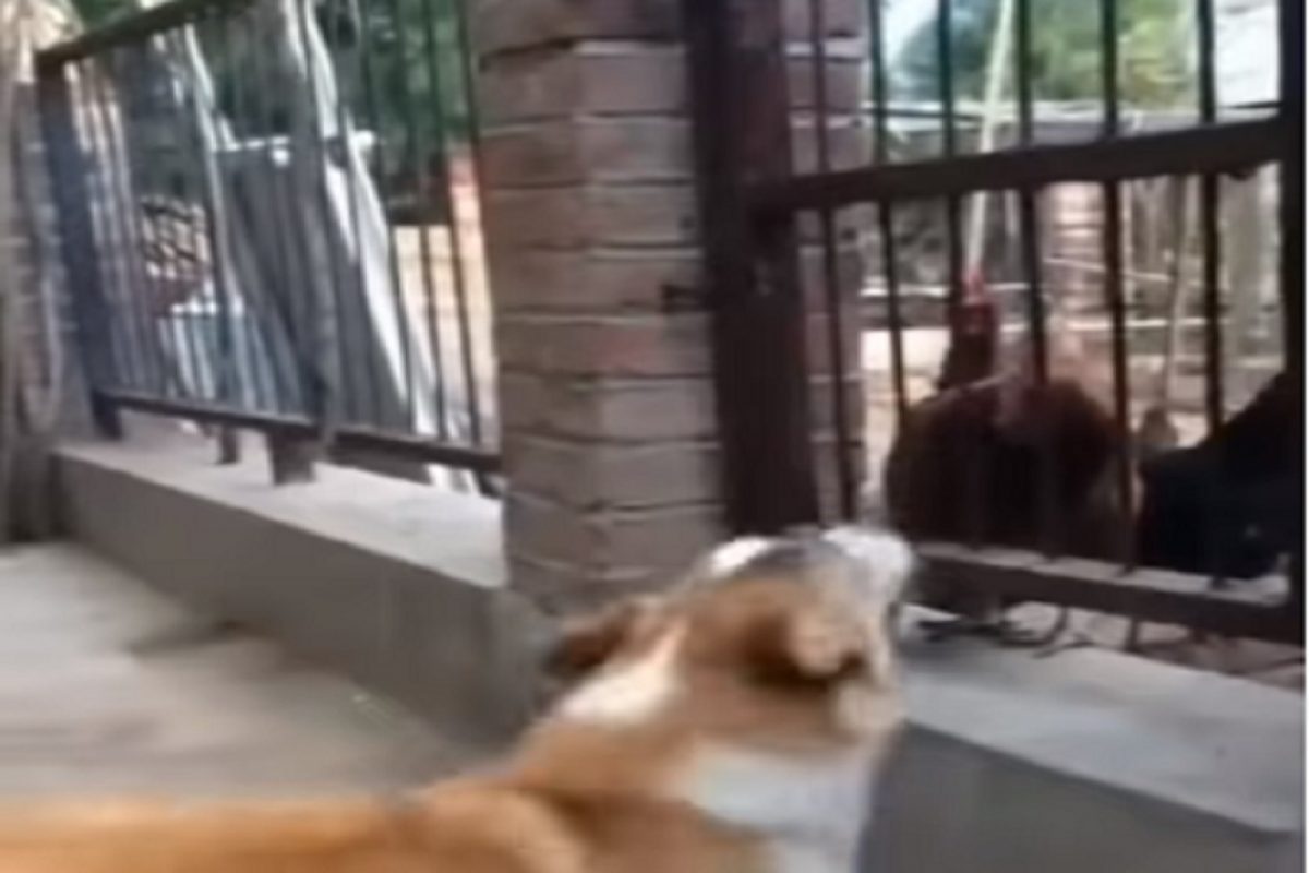 कोंबड्यांना पाहून आधी छाती ताणून भू भू भुंकला, नंतर आवाजच बंद झाला; कुत्र्यासोबत नेमकं काय घडलं पाहा VIDEO