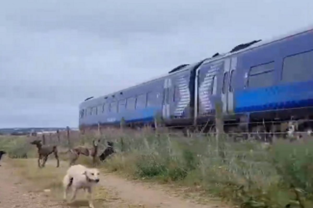 ट्रेनपेक्षाही तेज! कुत्र्याचा धावण्याचा वेग पाहून तुम्हीही तोंडात बोटं घालाल; पाहा VIDEO