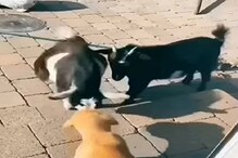 VIDEO - भररस्त्यात रंगली शेळी-कुत्र्याची फाईट; लढाईचा शेवट पाहून हसू आवरणार नाही VIDEO - भररस्त्यात रंगली शेळी-कुत्र्याची फाईट; लढाईचा शेवट पाहून हसू आवरणार नाही