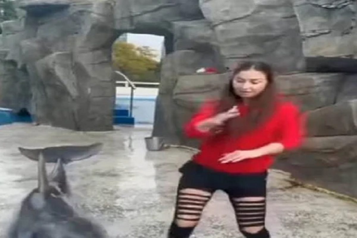 WOW! डॉल्फिनने गाण्यावर लगावले जबरदस्त ठुमके; Dolphin चा Dance video एकदा पाहाच