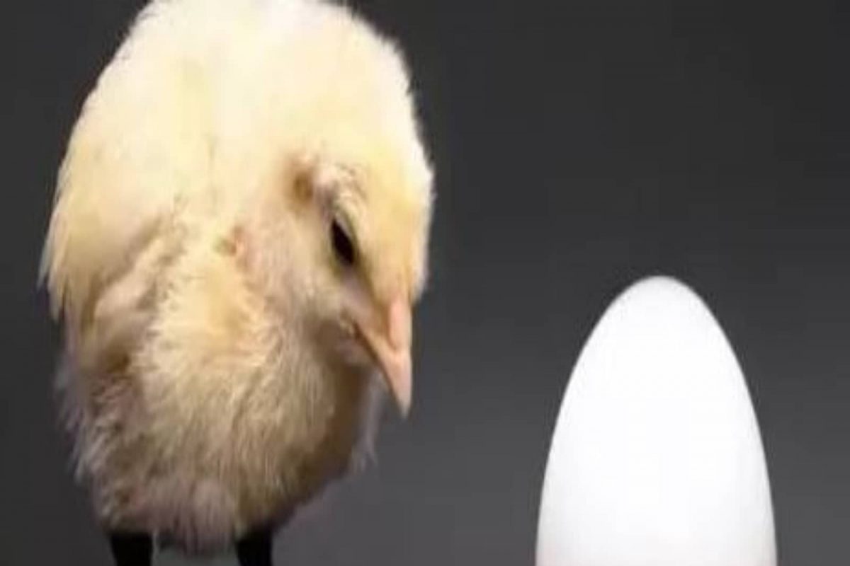 अंडं आधी की कोंबडी? अखेर या सर्वात कठीण प्रश्नाचं योग्य उत्तर सापडलंच