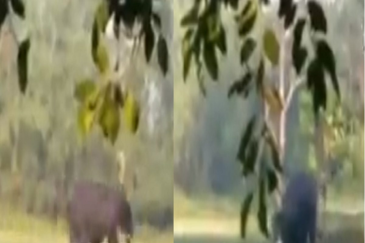 हत्तीचा तरुणावर खतरनाक हल्ला; पळव पळव पळवलं आणि..., अंगावर काटा आणणारा VIDEO