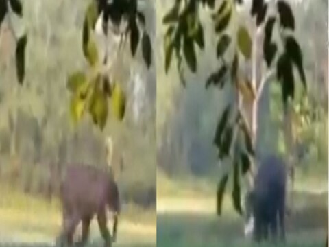 आसाममध्ये हत्तीने तरुणावर केलेल्या भयंकर हल्ल्याच्या व्हिडीओ व्हायरल झाला आहे.