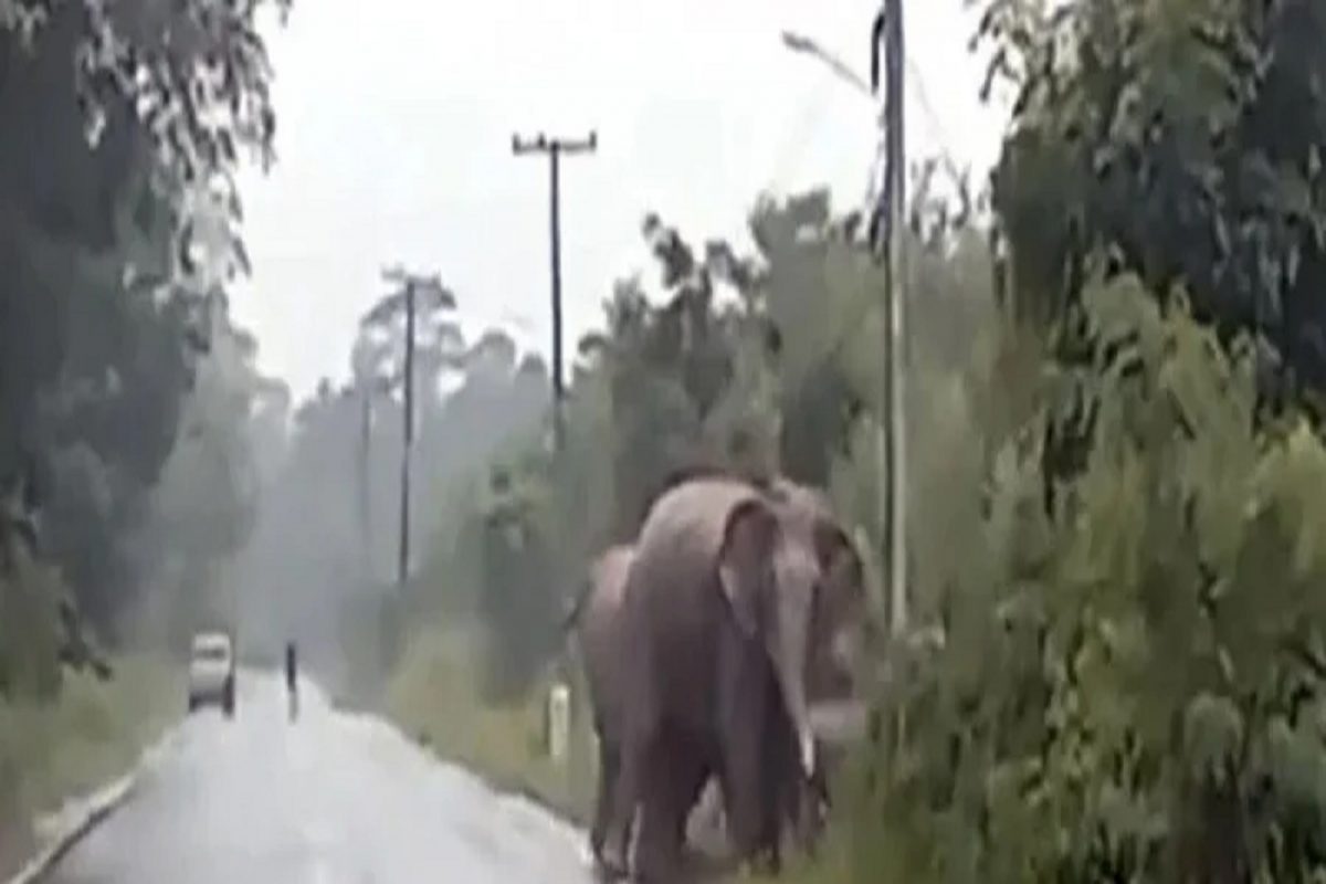 So cute! रस्ता ओलांडताना हत्तीने केला 'गोड इशारा'; VIDEO ने वेधलं सर्वांचं लक्ष