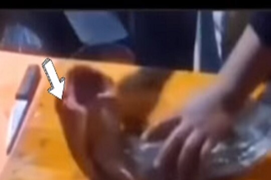 Shocking video! डोकं कापलं तरी त्याच्यात जीव होता; सुटकेसाठी तडफडत होता मासा