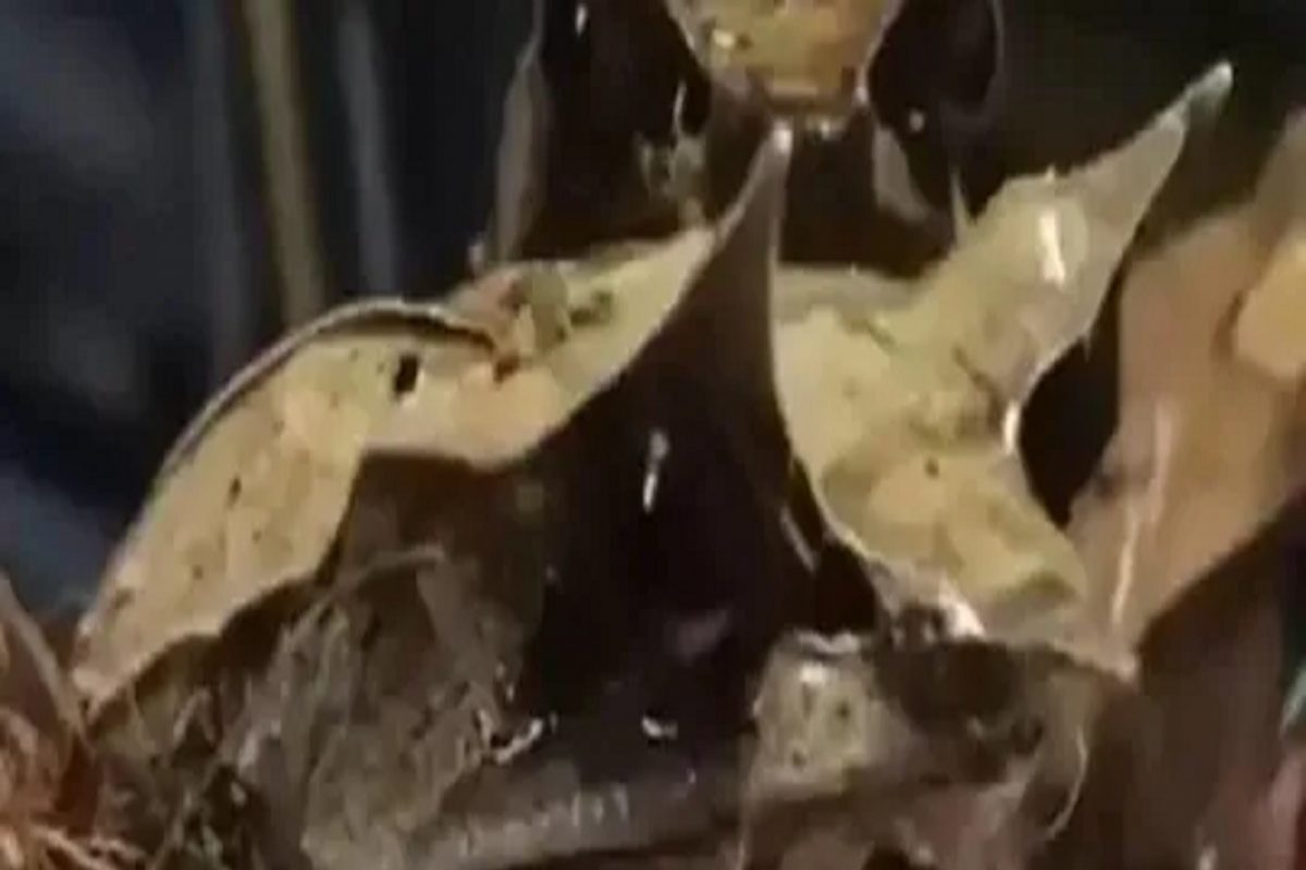 अद्भुत! हे सुकलेलं पान नाही तर आहे बेडुक; विश्वास बसत नाही तर पाहा VIDEO