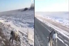 Shocking! चालता चालताच पुतळा बनलं जिवंत हरिण; VIDEO पाहूनच हादराल