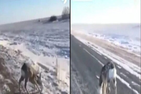 Shocking! चालता चालताच पुतळा बनलं जिवंत हरिण; VIDEO पाहूनच हादराल