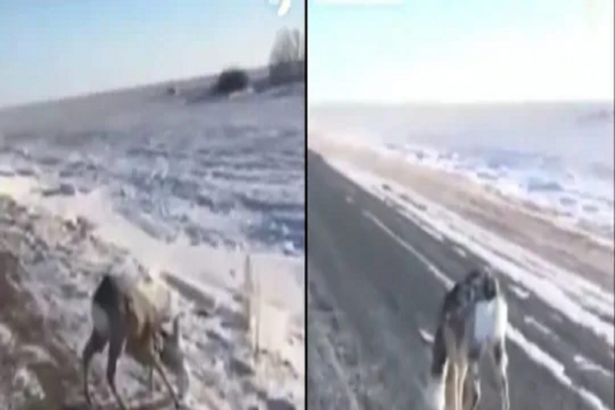 Shocking! चालता चालताच पुतळा बनलं जिवंत हरिण; VIDEO पाहूनच हादराल