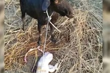 आश्चर्यच! याला कोकरू म्हणावं की बाळ? बकरीच्या पोटी जन्माला आलं माणसासारखं पिल्लू आश्चर्यच! याला कोकरू म्हणावं की बाळ? बकरीच्या पोटी जन्माला आलं माणसासारखं पिल्लू