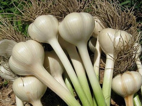 पालेभाज्यांबरोबर कंदमुळं, कांदा, लसूण (Onion and Garlic) यांच्या पातीही आपण भाजी करून खातो. त्यातून आपल्याला अनेक प्रकारे शक्ती मिळते. यापैकी लसणाची पातीही (Green Garlic) तितकीच महत्त्वाची आहे.
