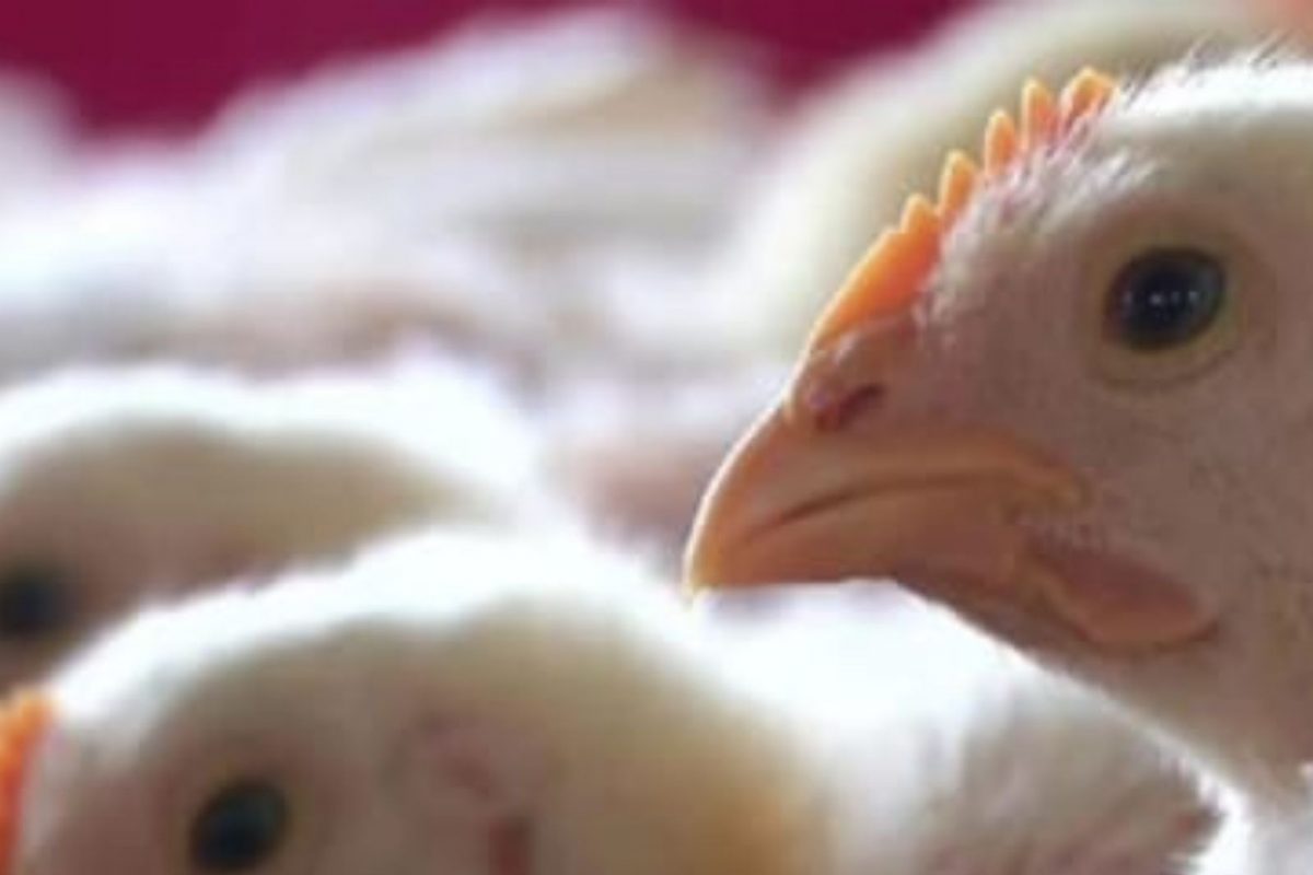 महाराष्ट्राच्या जवळील राज्यात बर्ड फ्लूचा प्रकोप; बदक आणि कोंबड्यांना मारण्याचे दिले आदेश