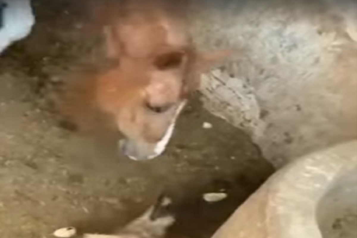 OMG! घोडाही असं करू शकतो? आईसमोरच पिल्लाला जिवंत गिळलं; Shocking Video Viral